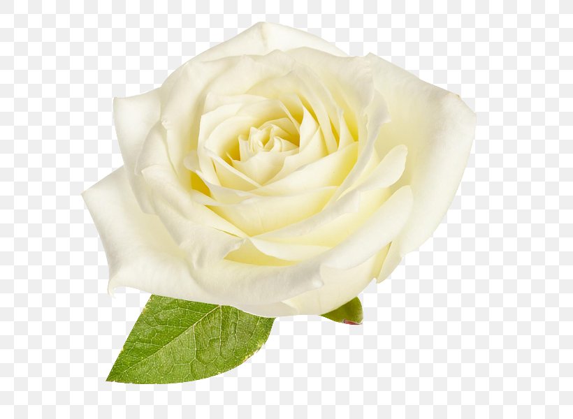 Garden Roses Cabbage Rose Floribunda White Rosa × Alba, PNG, 600x600px, Garden Roses, Beach Rose, Black And White, Cabbage Rose, Cut Flowers Download Free