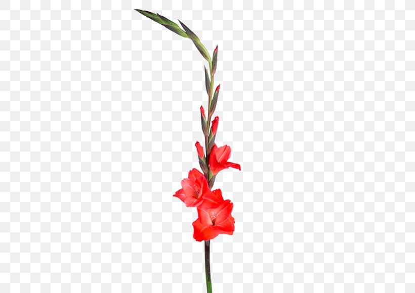 Gladiolus Plant Stem Cut Flowers Floral Design, PNG, 559x580px, Gladiolus, Artificial Flower, Color, Cut Flowers, Floral Design Download Free