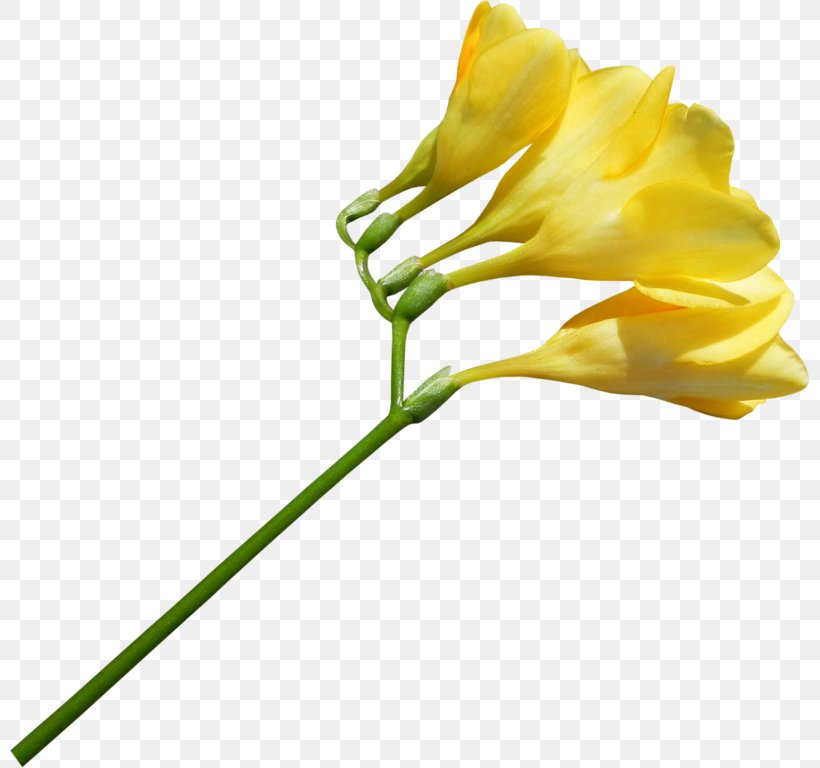 Plant Flower Yellow, PNG, 800x768px, Plant, Arum, Bud, Cut Flowers, Flora Download Free