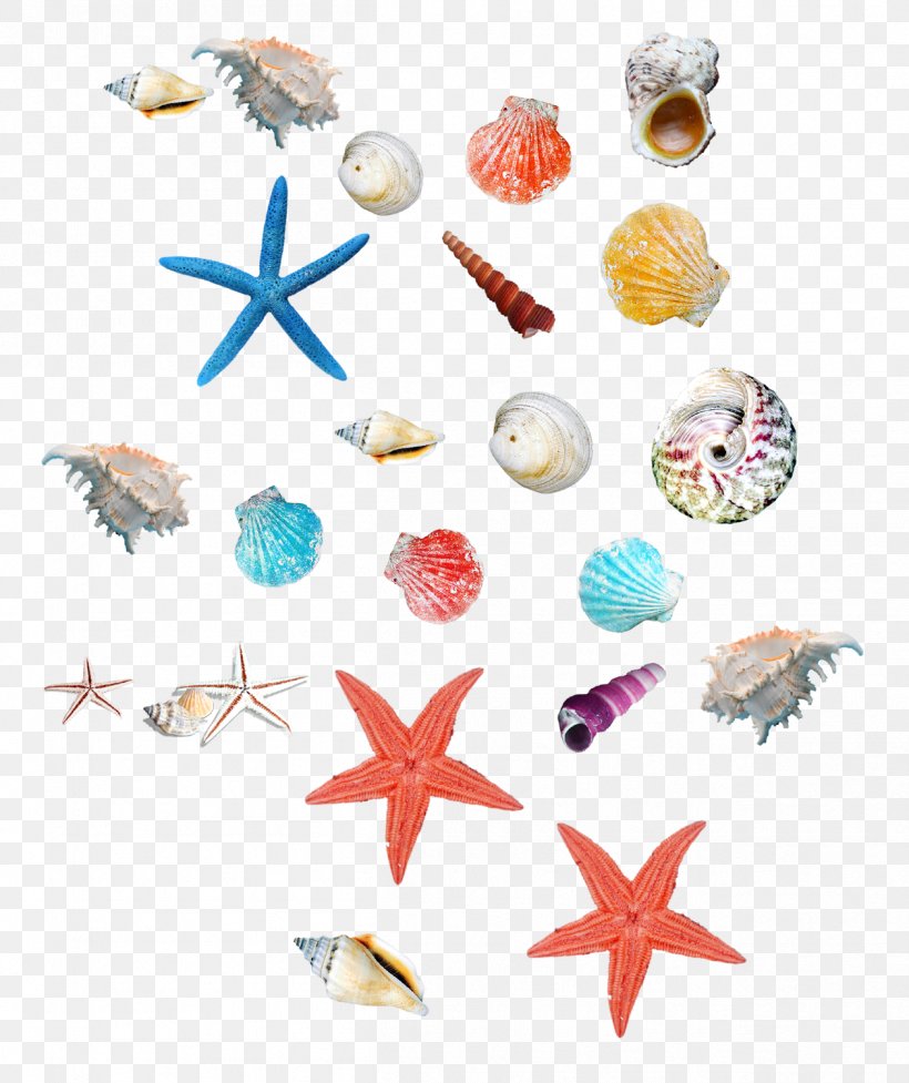 Seashell Starfish Icon, PNG, 1258x1500px, Seashell, Body Jewelry, Conch, Gratis, Petal Download Free