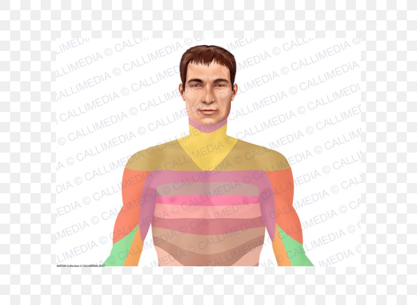 Thumb T-shirt Shoulder Homo Sapiens Pink M, PNG, 600x600px, Watercolor, Cartoon, Flower, Frame, Heart Download Free