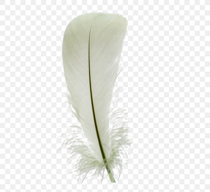 White Feather White Feather Euclidean Vector, PNG, 750x750px, Feather, Color, Designer, Ink, Leaf Download Free