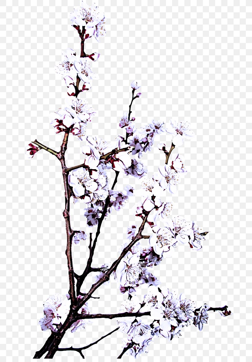 Branch Tree Lilac Twig Plant, PNG, 700x1179px, Branch, Blossom, Flower, Lilac, Plant Download Free