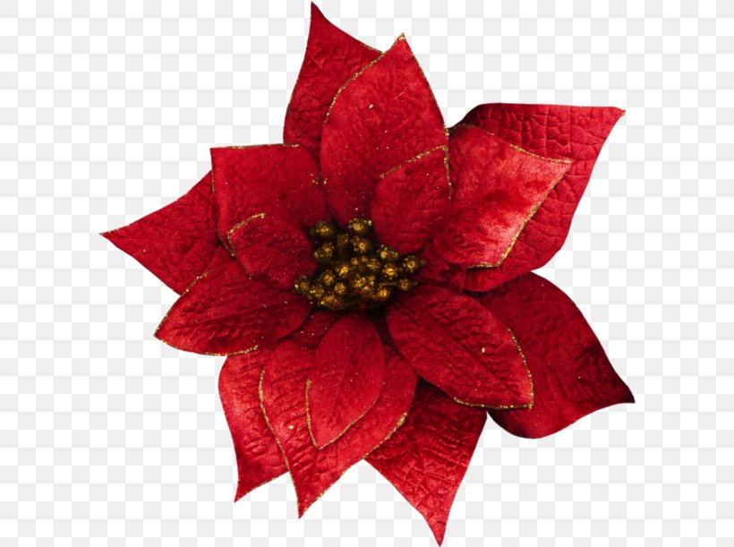 Christmas Flower Poinsettia Petal, PNG, 600x611px, Christmas, Cut Flowers, Flower, Guestbook, May Download Free