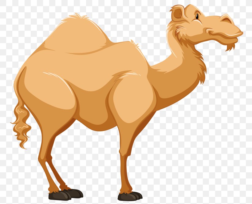 Dromedary Cartoon Tengger Desert Clip Art, PNG, 800x663px, Dromedary, Arabian Camel, Camel, Camel Like Mammal, Cartoon Download Free