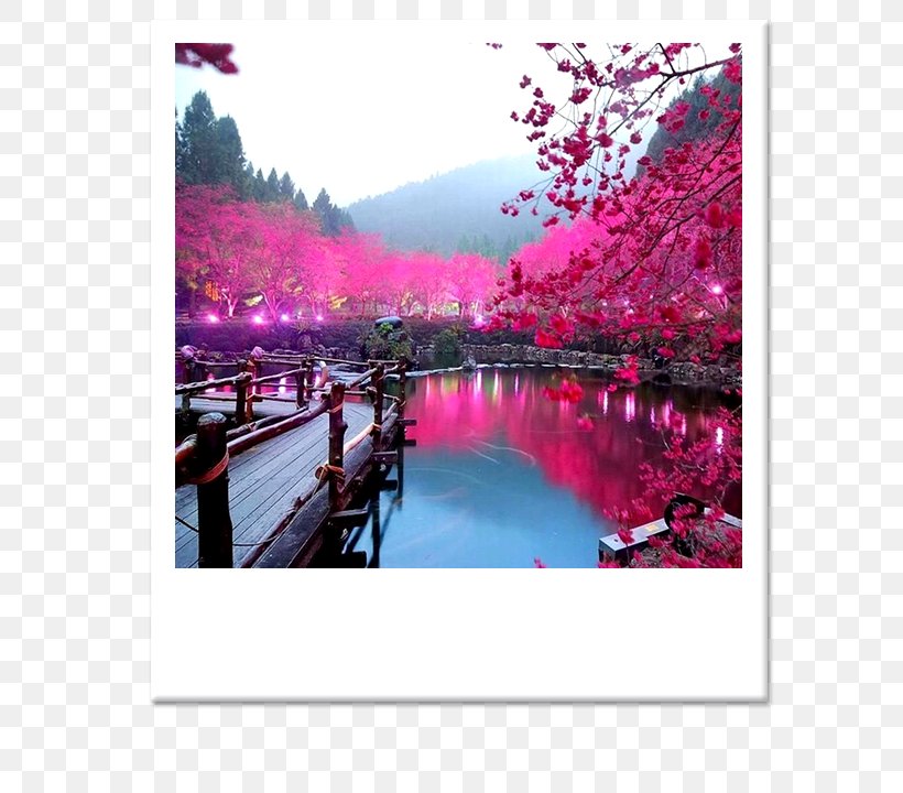 Japan Cherry Blossom Landscape, PNG, 630x720px, Japan, Advertising, Blossom, Cherry Blossom, Flower Download Free
