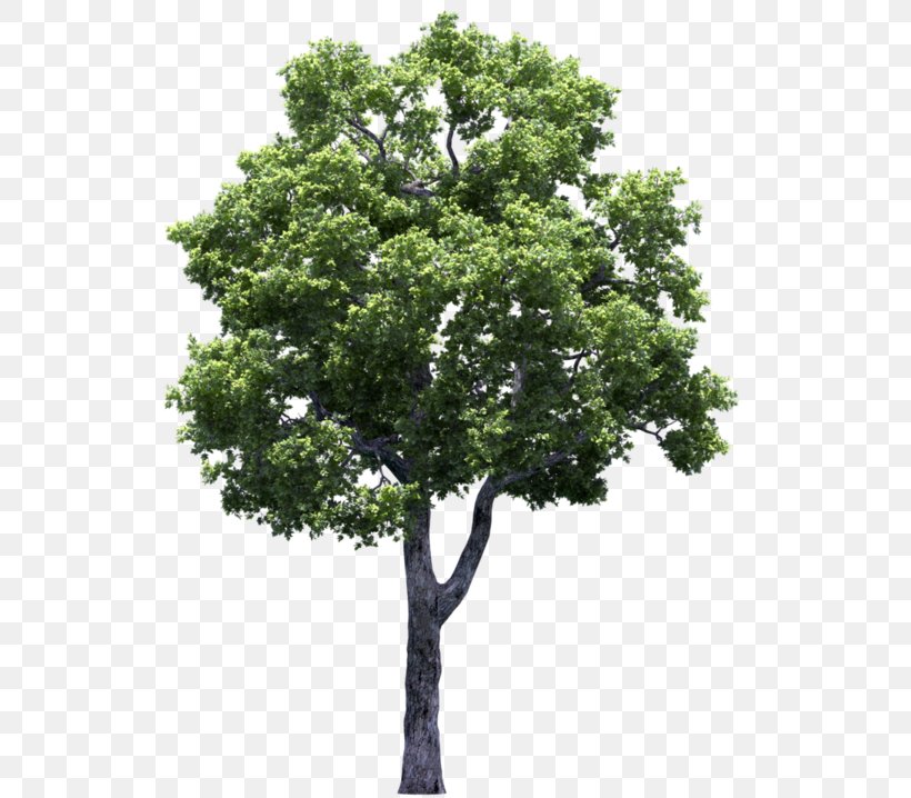 Tree Clip Art Shrub Image, PNG, 539x718px, Tree, California Live Oak, Californian White Oak, Cottonwood, Flower Download Free