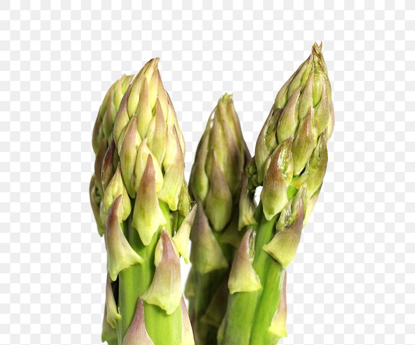 Asparagus Bamboo Shoot Vegetable, PNG, 800x682px, Asparagus, Bamboo, Bamboo Shoot, Bud, Celery Download Free
