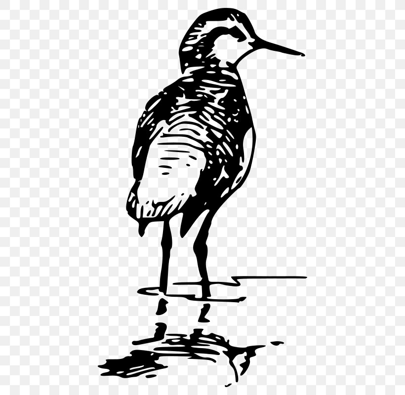 Bird Line Drawing, PNG, 442x800px, Bird, Beak, Crane, Cranelike Bird, Drawing Download Free