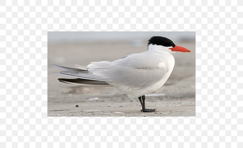 Gulls Water Bird Wader Beak, PNG, 500x500px, Gulls, Beak, Bird, Charadriiformes, Feather Download Free