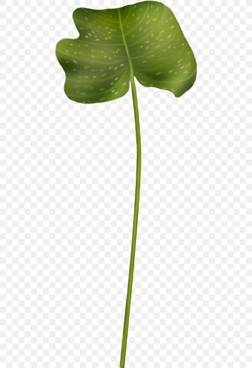 Leaf Plant Stem, PNG, 469x1200px, Leaf, Plant, Plant Stem, Tree Download Free