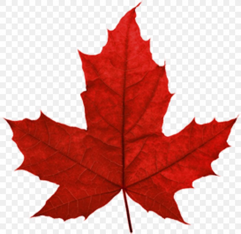 Maple Leaf Clip Art Canada, PNG, 850x826px, Maple Leaf, Autumn Leaf Color, Canada, Flag Of Canada, Leaf Download Free