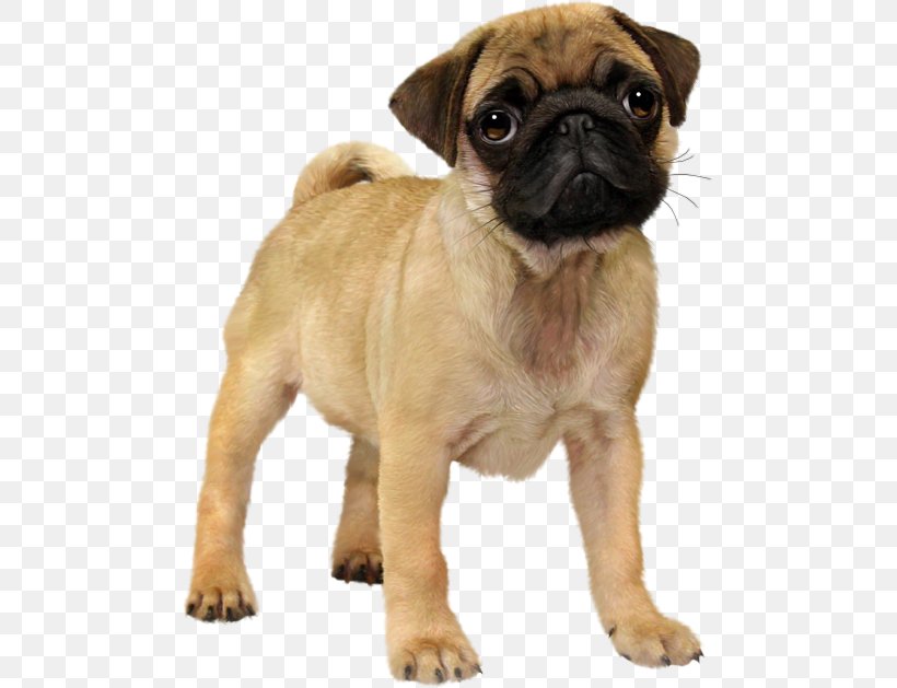 Pug Puppy Animal Dog Breed, PNG, 485x629px, Pug, Animal, Animated Film, Carnivoran, Companion Dog Download Free