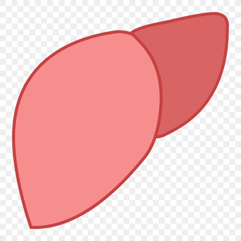 Shape Liver Line Curve, PNG, 1600x1600px, Shape, Curve, Liver, Oval, Pancreas Download Free