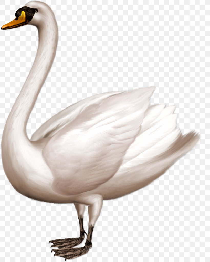 Swan Domestic Goose, PNG, 852x1059px, Cygnini, Albom, Beak, Bird, Digital Image Download Free