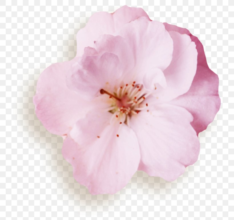 Azalea Rose Family Mallows Cherry Blossom, PNG, 762x770px, Azalea, Blossom, Cherry, Cherry Blossom, Family Download Free