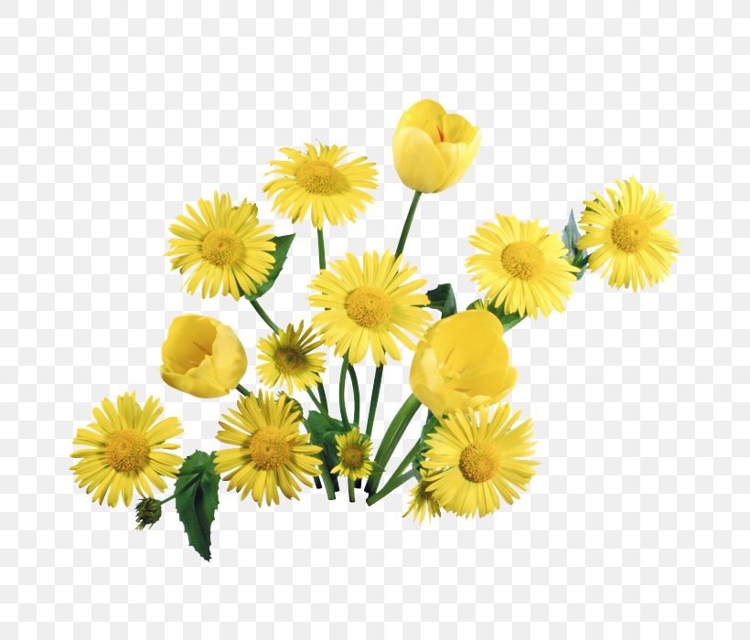 Dandelion Desktop Wallpaper Flower, PNG, 700x700px, Dandelion, Calendula, Chamaemelum Nobile, Chrysanths, Cut Flowers Download Free