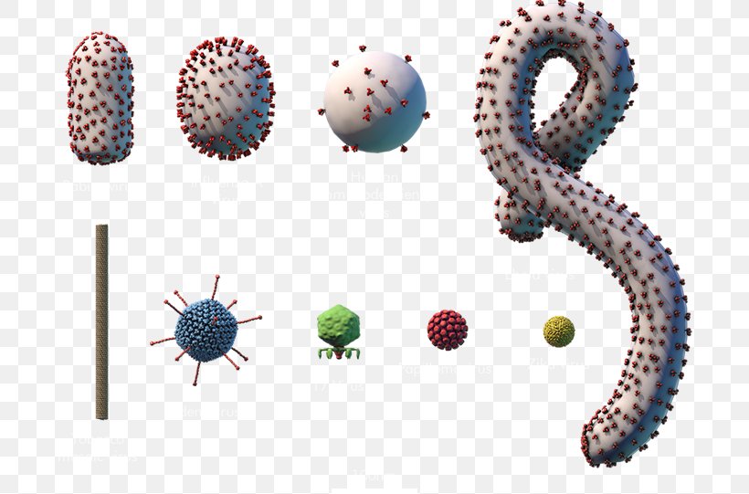 Ebola Virus Disease Microorganism Bacteria EBOV, PNG, 697x541px, Virus, Bacteria, Body Jewelry, Cell, Ebola Virus Disease Download Free