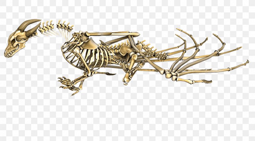 Human Skeleton Dragon Bone, PNG, 1280x711px, Skeleton, Body Jewelry, Bone, Chinese Dragon, Dragon Download Free