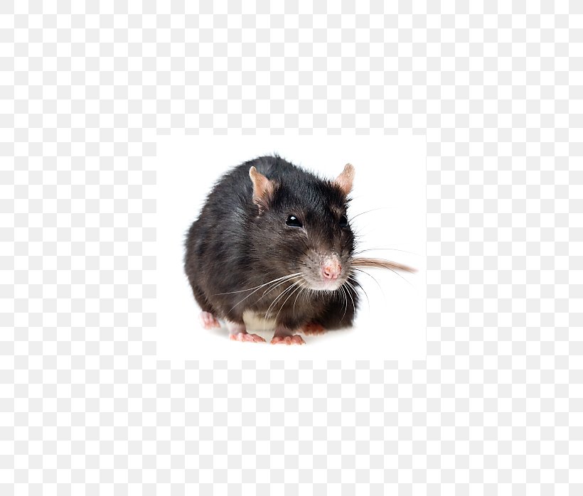 Rodent Mouse Black Rat Gerbil Pest Control, PNG, 698x698px, Rodent, Bait, Bed Bug, Black Rat, Fauna Download Free