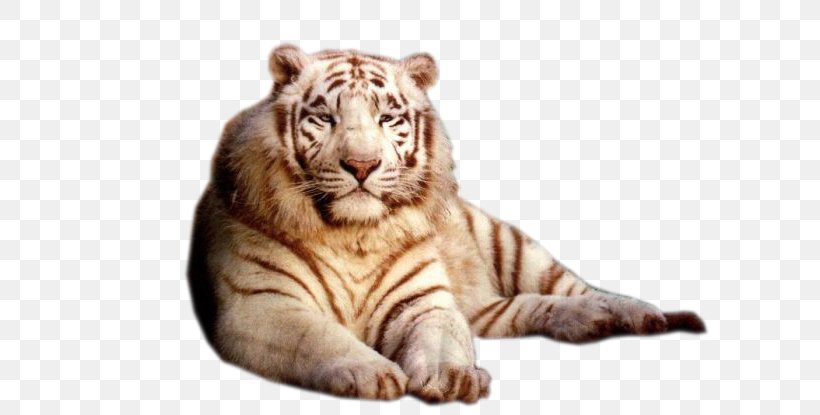 Cat Dog Bengal Tiger White Tiger, PNG, 622x415px, Cat, Animal, Arctic Wolf, Bengal Tiger, Big Cat Download Free