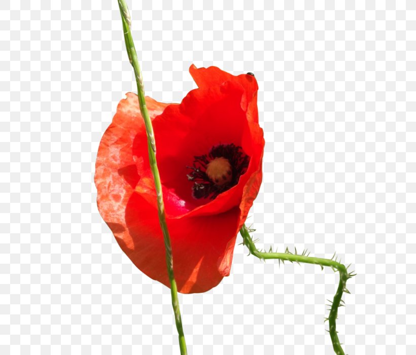 Common Poppy Cut Flowers Poppies, PNG, 700x700px, Poppy, Art, Bud, Common Poppy, Coquelicot Download Free