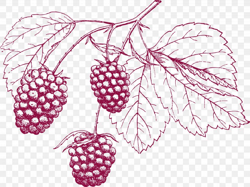 Drawing Grape Pencil, PNG, 6188x4628px, Drawing, Branch, Floral Design, Flower, Flowering Plant Download Free