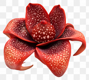 Rafflesia Arnoldii - Exotic Red Flower With Spots PNG