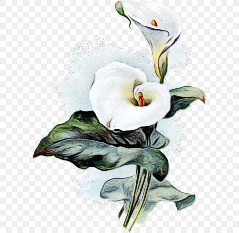 Arum-lily Bog Arum Botanical Illustration Drawing, PNG, 599x800px, Arumlily, Alismatales, Anthurium, Arum, Arum Family Download Free