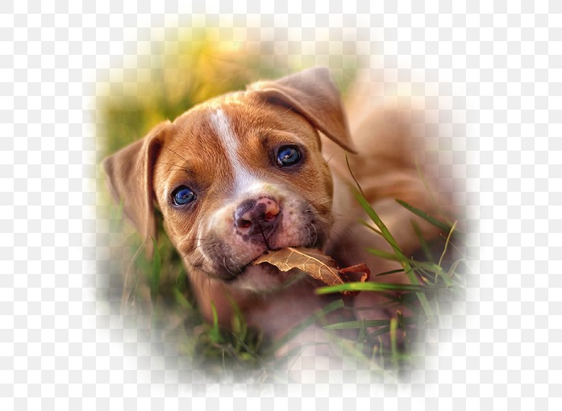 Dog Breed Puppy American Staffordshire Terrier American Pit Bull Terrier Golden Retriever, PNG, 600x600px, Dog Breed, American Pit Bull Terrier, American Staffordshire Terrier, Animal, Breed Download Free