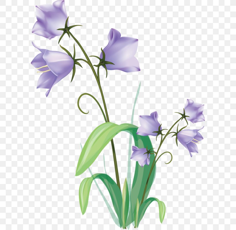 Drawing Flowers Flowering Plant Vector Graphics, PNG, 605x800px, Drawing Flowers, Balloon Flower, Bellflower, Bellflower Family, Bellflowers Download Free