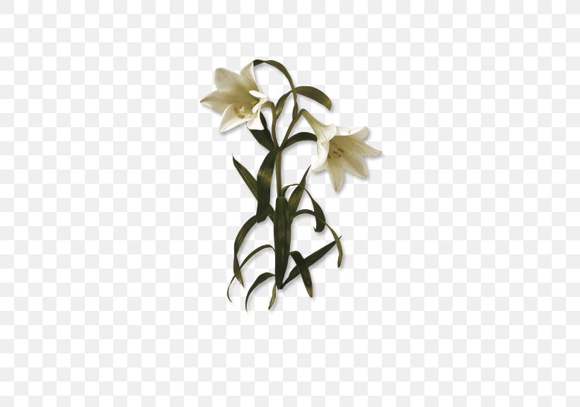 Flower Lilium, PNG, 576x576px, Flower, Amaryllis, Cut Flowers, Flora, Floral Design Download Free