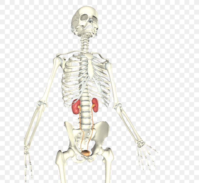 Bone Skeleton Homo Sapiens Shoulder Muscle, PNG, 622x753px, Watercolor, Cartoon, Flower, Frame, Heart Download Free