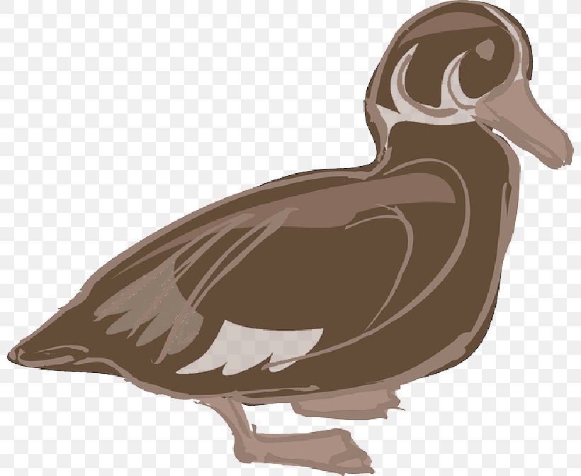 Domestic Duck Chicken Clip Art Bird, PNG, 800x671px, Duck, American Black Duck, Animal, Beak, Bird Download Free