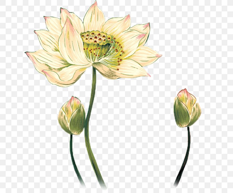 Drawing Photography, PNG, 650x677px, Drawing, Aquatic Plant, Art, Bud, Chinese Calligraphy Download Free