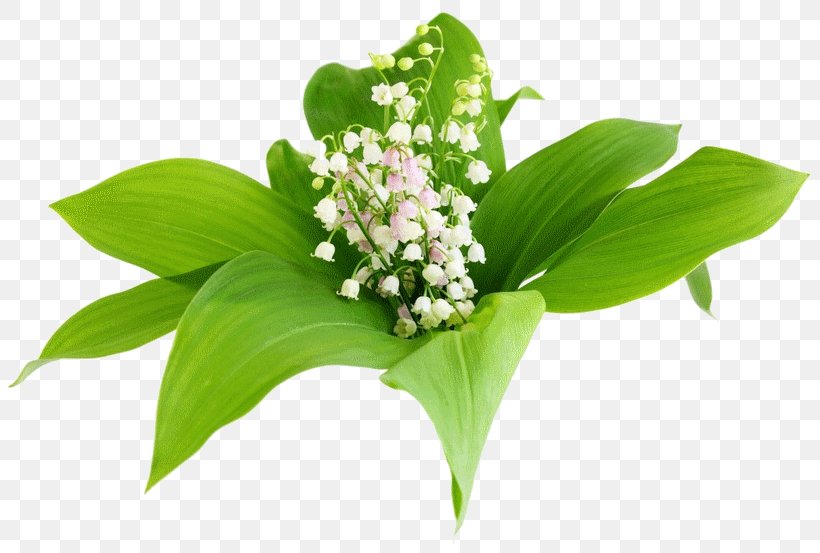 Flower Lily Of The Valley Lilium Clip Art, PNG, 819x553px, Flower, Cut Flowers, Flower Bouquet, Leaf, Lilies Of The Valley Download Free