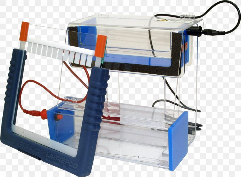 Polyacrylamide Gel Electrophoresis Gel Electrophoresis Of Proteins, PNG, 1000x733px, Gel Electrophoresis, Acrylamide, Blot, Electrophoresis, Gel Download Free