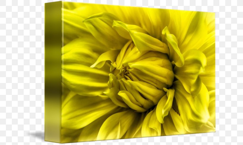 Sunflower M Close-up, PNG, 650x489px, Sunflower M, Closeup, Flower, Petal, Still Life Photography Download Free