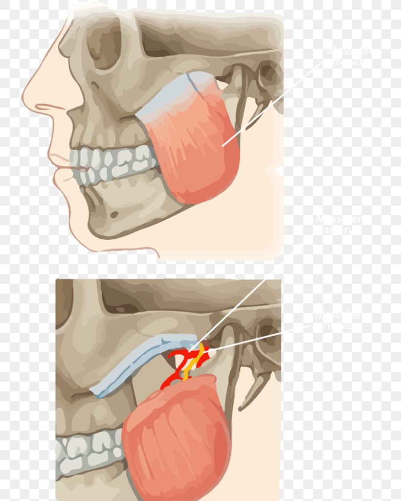 Muscles Of Mastication Masseter Muscle Lateral Pterygoid Muscle Temporomandibular Joint Medial Pterygoid Muscle, PNG, 733x1024px, Watercolor, Cartoon, Flower, Frame, Heart Download Free