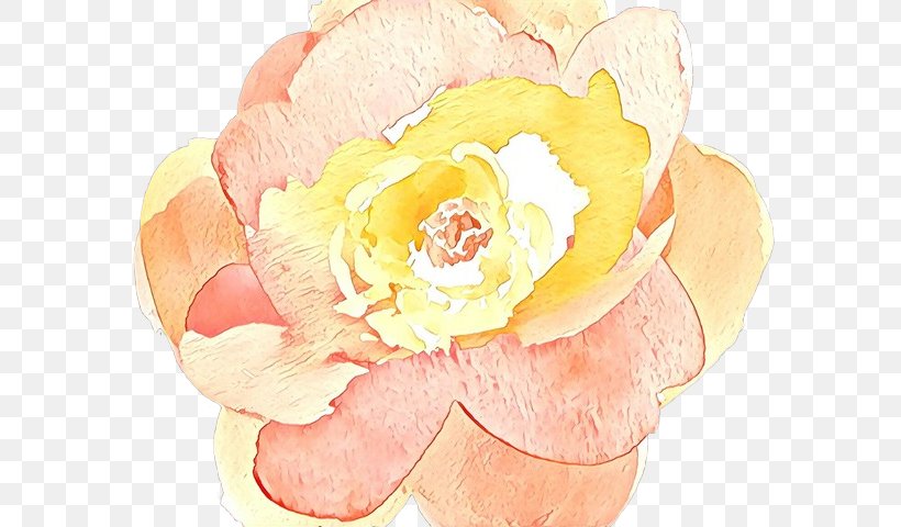 Pink Flowers Background, PNG, 640x480px, Yellow, Artificial Flower, Bouquet, Camellia, Chinese Peony Download Free