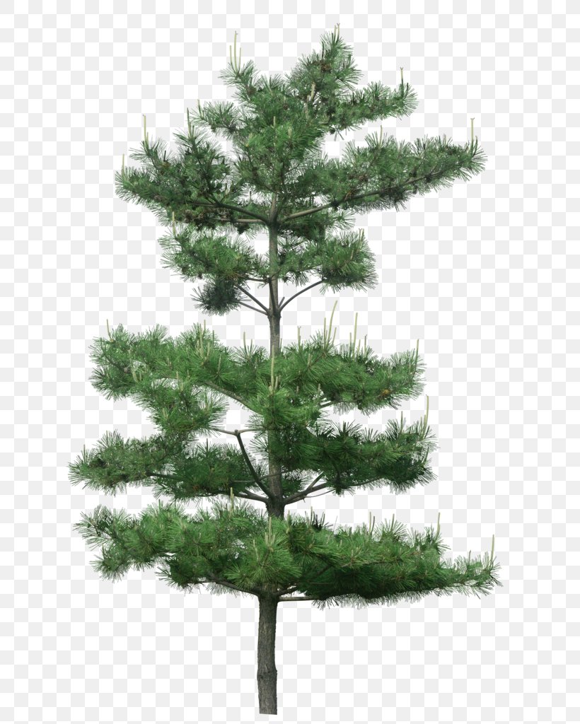 Tree Pine, PNG, 660x1024px, Pine, Bonsai, Branch, Christmas Tree, Conifer Download Free