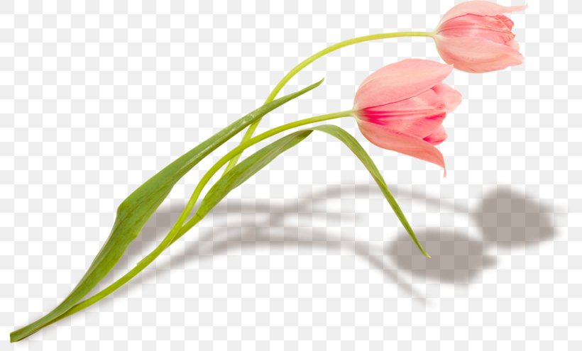 Tulip Çiçekli, Ceyhan Çiçekli, Yüreğir Karstil Stretch Ceiling Flower, PNG, 800x495px, Tulip, Adana, Adana Province, Aquarium, Bud Download Free