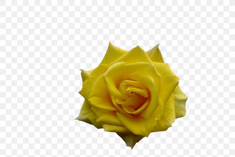 Garden Roses, PNG, 936x625px, Garden Roses, Flower, Garden, Petal, Rose Download Free