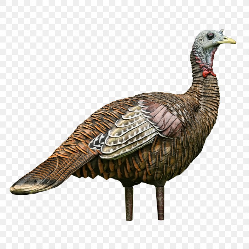Turkey Hunting Decoy Chicken Dick's Sporting Goods, PNG, 863x863px, Turkey, Beak, Bird, Chicken, Decoy Download Free
