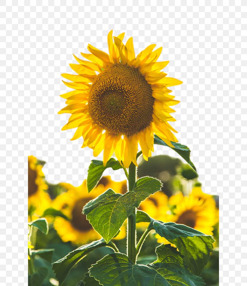 Stock.xchng Common Sunflower Image Photograph, PNG, 634x951px, 2018, Common Sunflower, Annual Plant, Asterales, Cuisine Download Free