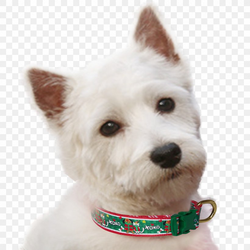 West Highland White Terrier Dog Breed Rare Breed (dog) Companion Dog Dog Collar, PNG, 1200x1200px, West Highland White Terrier, Breed, Breed Group Dog, Carnivoran, Christmas Download Free