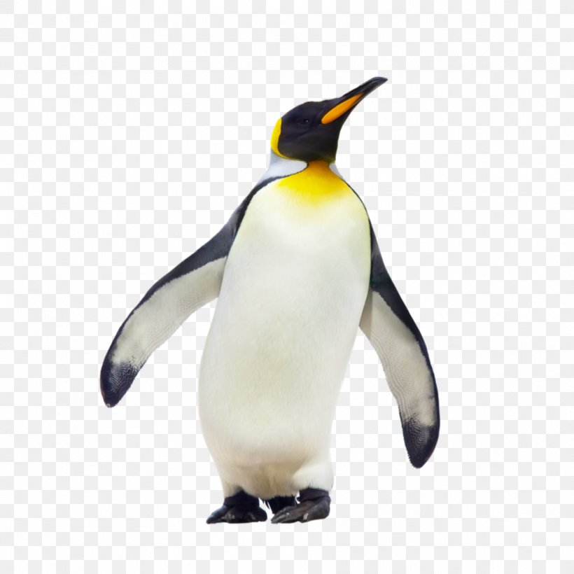 Geography: Physical And Human Environments CfE Higher Geography Course Notes How To Pass Higher Geography Penguin Cfe Higher Geography Grade Booster, PNG, 1773x1773px, Cfe Higher Geography Course Notes, Animal Figure, Beak, Bird, Cfe Higher Geography Grade Booster Download Free