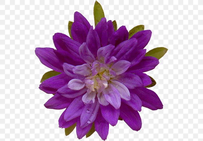 Flowering Plant Annual Plant Violet, PNG, 540x570px, Flower, Annual Plant, Aster, Chrysanths, Daisy Family Download Free