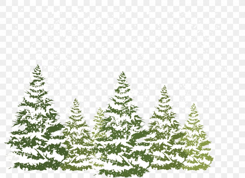 Pine Fir Spruce Snow, PNG, 1567x1140px, Pine, Christmas Decoration, Christmas Ornament, Christmas Tree, Conifer Download Free