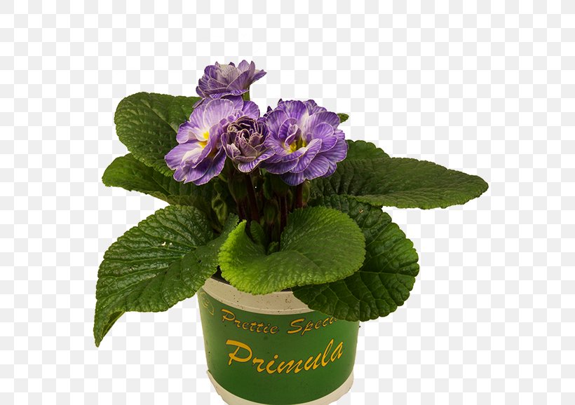 Primrose Flowerpot Violet Geraniums Nursery, PNG, 578x578px, Primrose, Bellflowers, Chrysanthemum, Directeur, Flower Download Free